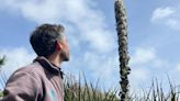 Huge plant to bloom for first time in 12 years