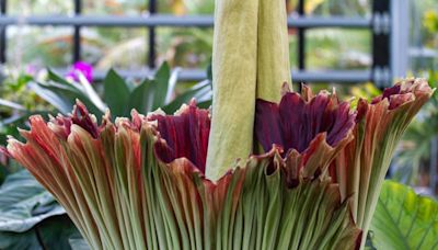 Second corpse flower now in bloom at San Diego Botanic Garden