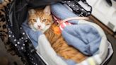 Paralyzed Cat Looking for Cuddles up for Adoption in Texas