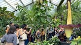Queue gathers to sniff 'corpse flower' stench