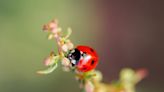 3 Good Reasons to Let Ladybugs Live in Your Garden