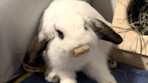 Bunny melts into guy's arms, gets adopted