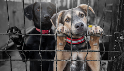 The 2024 'State of Shelter Pet Adoption' Report is Concerning News for Animal Shelters