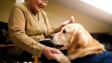 The Rise of Therapy Dogs and Where You Might Find Them