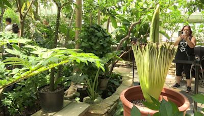 Rare corpse flower blooms at Como Park Zoo and Conservatory