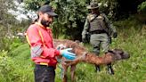 Rescatan a seis llamas en condiciones deplorables, las usaban para vender fotos a turistas