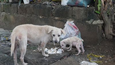 Rescue teams fight to save 'terrified' dogs left behind in natural disaster