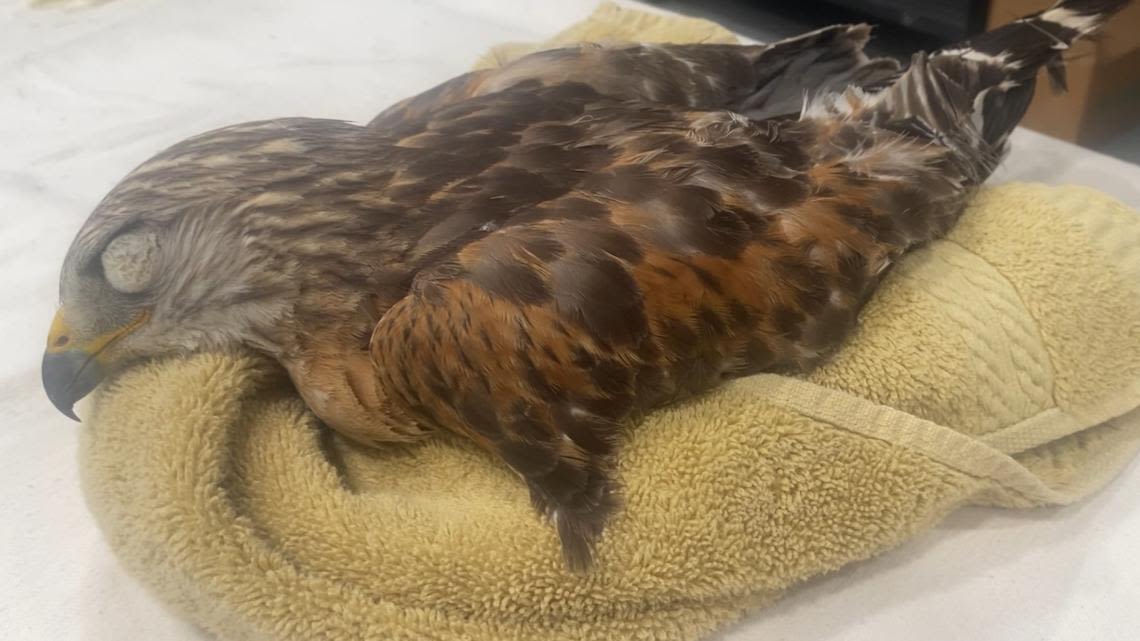 Wildlife rescuers say rat poison is to blame for hawk and bobcat deaths