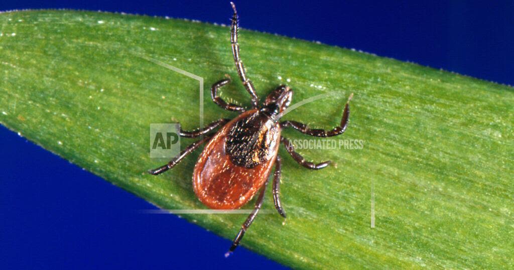 COLUMN: Lyme disease impacts and awareness needed to limit transmission