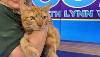 Real-life Garfield looking for forever home