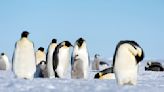 Thousands of Emperor Penguins Discovered by Satellite