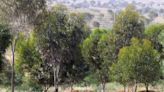 What is Tu BiShvat? Everything to know about the Jewish holiday that celebrates nature