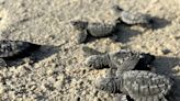 Journey begins: 297 Kemp's ridley sea turtle hatchlings released at Malaquite Beach