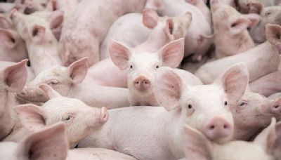 DA to roll out African swine fever vaccines by September