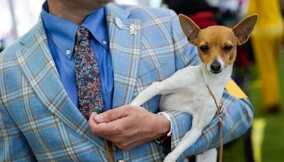 Westminster dog show to award best in show tonight