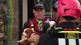 Multiple Pets Dead After Flash Flooding Hits Washington, D.C. Dog Daycare