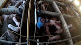 Dentro de la “granja del terror” vinculada con Lidl: ratas e insectos en los comederos, hernias, heridas que supuran y golpes con tubos de PVC