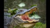 Beware of ‘large, aggressive alligator’ roaming shores of Alabama city, officials say