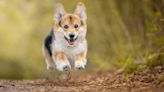 Petite pups will sprint at the spunky and sassy Summer Corgi Nationals