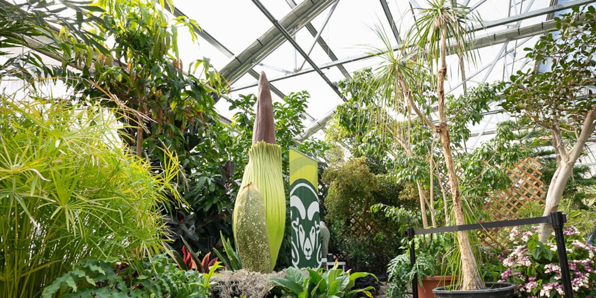 Corpse flower poised to bloom for first time at Colorado State University this weekend