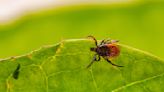 Findings suggest few people get sick after bite from ticks infected with Powassan virus