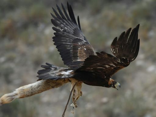 Eagle attacks Norwegian toddler, killed by gamekeeper