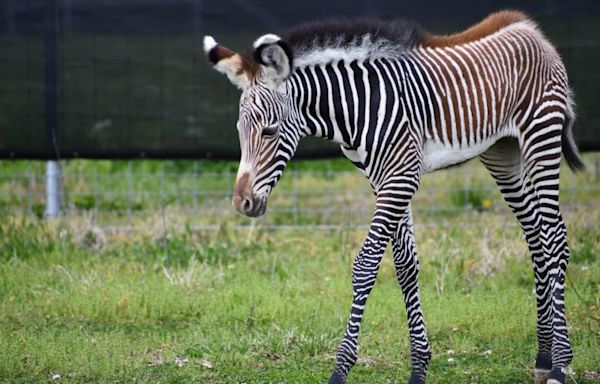 Meet Roxie, the first-ever animal born at the Saint Louis Zoo's WildCare Park