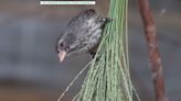 'A very special day’: Birds linked to Darwin’s theory of evolution reintroduced to Galapagos Islands