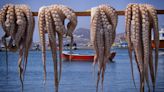 全球首家章魚養殖場計畫細節曝光 預計年產100萬隻