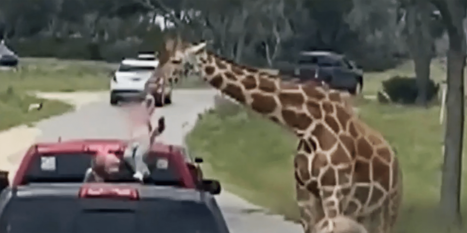 Giraffe lifts toddler out of a pickup truck at Texas wildlife center