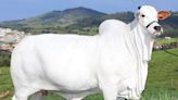 Conheça a vaca brasileira mais valiosa do mundo; veja fotos e vídeo