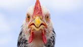Scientists Are Using Chicken Feathers to Build Better Hydrogen Fuel Cells