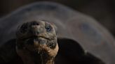 Galápagos tortoise believed to be extinct confirmed alive