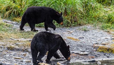 Black Bears Adorably Enjoy a Bubble Bath at the Audubon Nature Institute