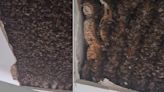 Giant colony of 180,000 found inside ceiling of house in Scotland