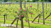 Wealden wine trail showcases vineyards in protected Sussex region