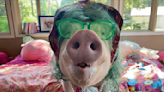 Esther the Pig, Viral Social Media Star, Dead at 11