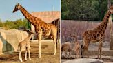 Así puedes votar para elegir el nombre de la jirafa nacida en el Zoológico de San Juan de Aragón