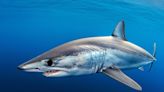 Sobrepesca y contaminación amenazan con extinguir al tiburón marrajo
