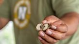 Shipping companies are testing biofuel made from cashew nut shells