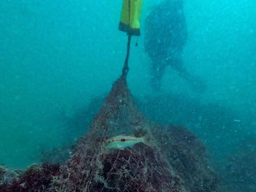 Cuerpo marrón y aletas con manchas naranjas: nueva especie de pez marino es hallada al norte del Perú