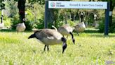 Sault Ste. Marie looks at plan to get goose droppings under control