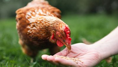 St. Louis Health Department encouraging vigilance after Missouri’s first human case of bird flu