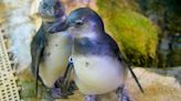 Audubon Aquarium names two of their new penguins