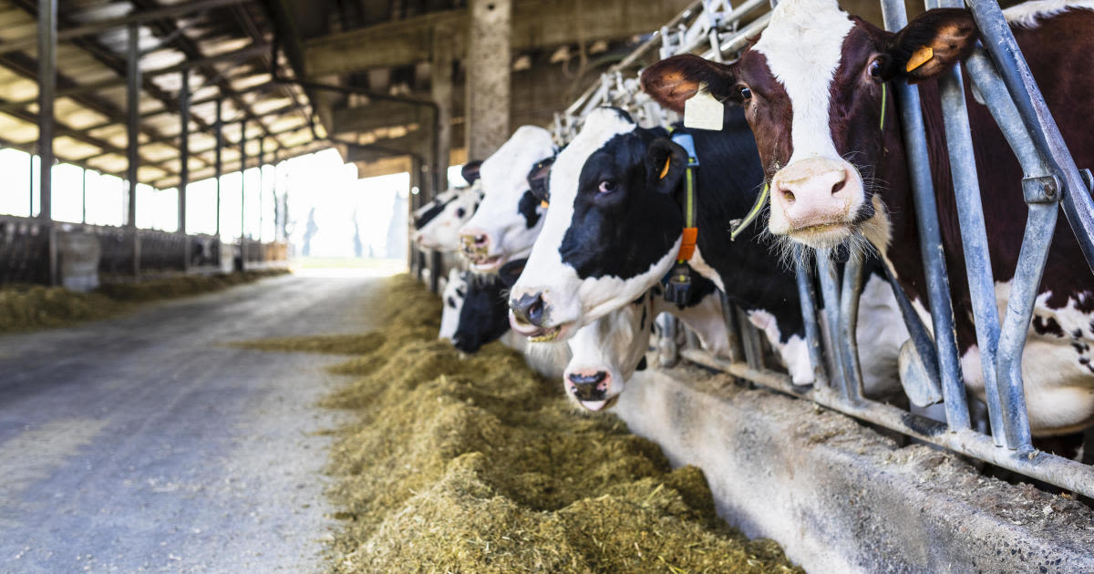 Bird flu found in northeastern Colorado dairy herd