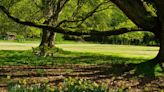 These trees have ‘high’ pollen levels in Metro Detroit right now