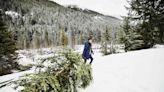 How to Cut Your Own Christmas Tree Legally—Hint: You Need a Permit