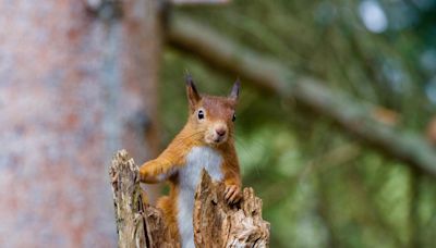 Genetic Sleuths Discover Red Squirrels As Medieval Leprosy Carriers