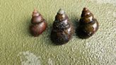 Invasive mystery snail discovered in Lake Lanier
