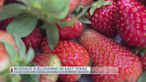 Strawberry season has ‘berry’ good outlook in 2024